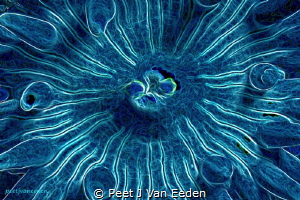 Violet Spotted Sea Anemone in False Bay, Cape Peninsula, ... by Peet J Van Eeden 